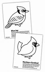 Cardinal Coloring Northern Pages Color Animals Printable Template sketch template