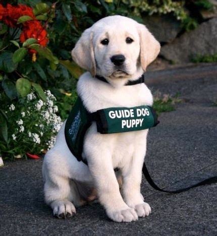 images  super cute guide dogs  pinterest growing  dog psychology  freedom