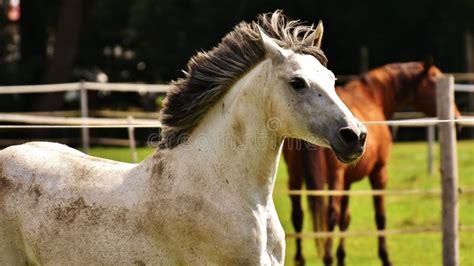 horse horse  mammal mane stallion picture image