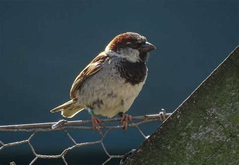 Older Male Sparrows Seem To Father More Chicks By Getting More Sperm To