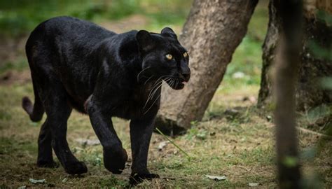 netizens excited  photo  elusive black panther captured   indian sanctuary