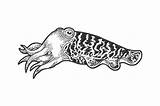 Cuttlefish Sketch Engraving Vector Molluscs Illustration Shutterstock sketch template