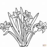 Coloring Pages Daffodils Printable Supercoloring Drawing sketch template