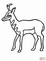 Pronghorn Antelope Coloring Drawing American Clipart Printable Pronghorns Pages Color Online Drawings Version Click Silhouettes Getdrawings Supercoloring Categories 14kb 2000px sketch template
