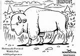 Bison Coloring Resources Natural Pages Getcolorings Color Large sketch template