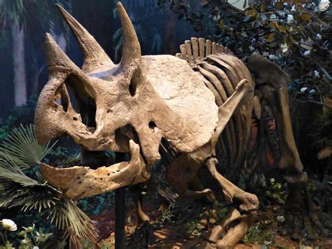 fossilguycom triceratops dinosaur facts  information