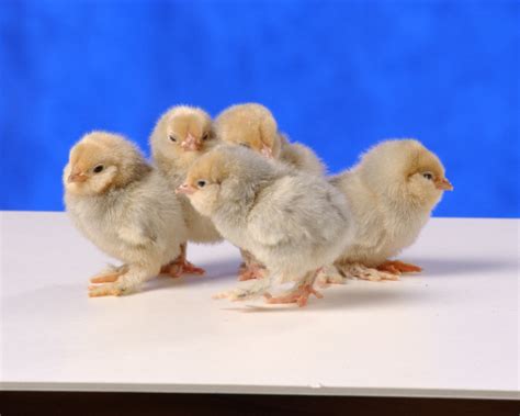 Porcelain D Uccles Bantam Chicks For Sale Cackle Hatchery