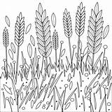 Coloring Field Wheat Barley Vector Illustration Rye Growing sketch template