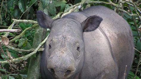 cameras capture sumatran rhino  indonesian borneo fox news