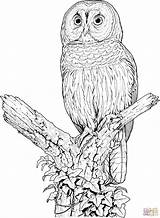 Chouette Owl Hibou sketch template