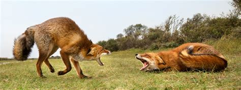 two red foxes attacking each other and fighting over a territory trying