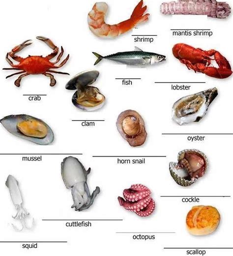 english honori garcia meat poultry  seafood vocabulary
