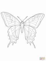 Swallowtail Coloring Tailed Mariposa Designlooter sketch template