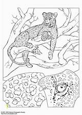 Coloring Pages Edupics Leopard Printable sketch template