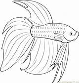 Fish Betta Coloring Pages Beta Color Red Print Fighting Printable Siamese Template Getcolorings Designlooter Templates Drawings Search Coloringpages101 81kb Other sketch template