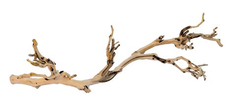 tree branch   tree branch png images  cliparts