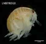 Afbeeldingsresultaten voor "urothoe Brevicornis". Grootte: 150 x 143. Bron: v3.boldsystems.org