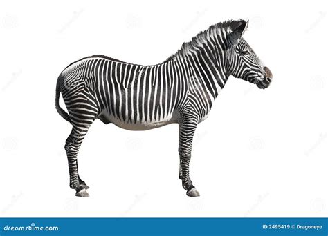 grevys zebra cutout royalty  stock images image