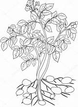 Plantas Boyama Bitki Kleurplaat Aardappel Mariaflaya sketch template