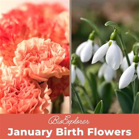 january birth flowers carnation snowdrop bioexplorernet