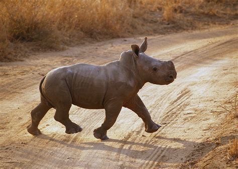 curiosidades sobre os rinocerontes rhino africa blog