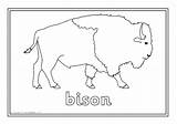 North American Animals Coloring Pages Colouring sketch template