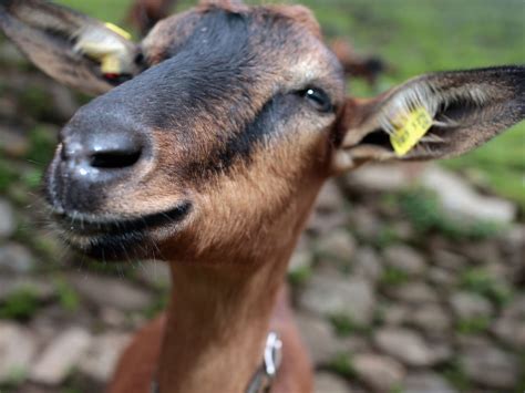 Nigerian Man Arrested For Having Sex With A Goat Claims He Asked For