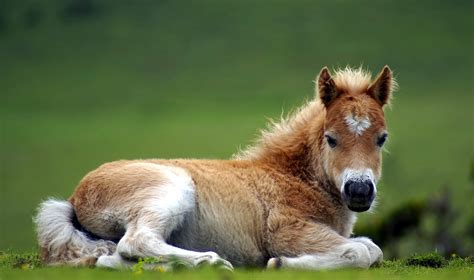 cute baby horse animals  hd wallpaper backgrounds