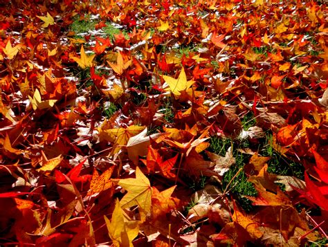feuilles dautomne photo  image les saisons automne nature images