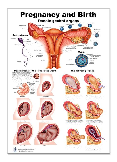 pregnancy  birth poster    science lab anatomy classroom