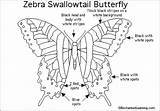 Butterfly Zebra Swallowtail Drawing Enchantedlearning Printout Species Lady Butterflies Color Printouts Genus Animal Zebras Yellow Enchanted Gif sketch template