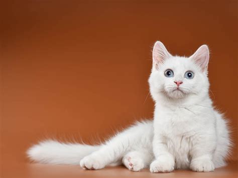 munchkin cat breed profile history personality health cat world