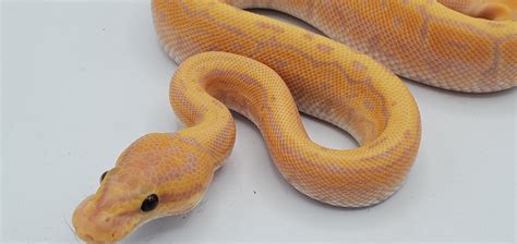 Coral Glow Pinstripe Pos Yellowbelly Ball Python By Frosty Pythons