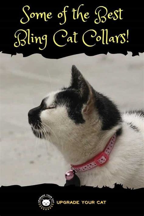 bling cat collars   cat  envy   peers