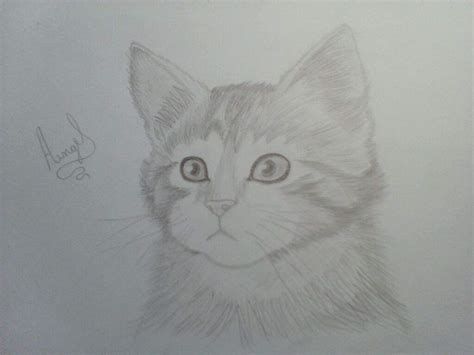 Dibujo De Gato Echo Con Lapiz •arte Amino• Amino