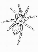 Tarantula Coloring Pages Spider Clipart Insect Kids Roberto Architect Library sketch template