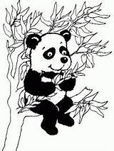 Pandabeer Kleurplaten sketch template