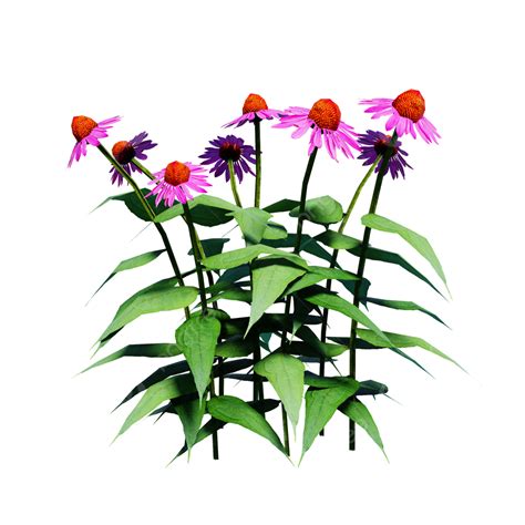 coneflower flower real flower flowers png transparent clipart image