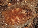 Afbeeldingsresultaten voor "geitodoris Planata". Grootte: 128 x 93. Bron: www.flickr.com