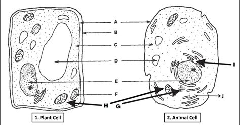 plant cell  animal cell diagram quiz biology multiple choice quizzes