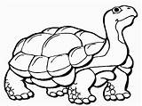 Coloring Tortoise Pages Popular Kids sketch template