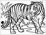Mewarnai Harimau Tigre Selvagens Hewan Tigres Singa Sketsa Binatang Muka Mewarnaigambar Ausmalen Kartun Hutan Pedagogicas Ausmalbild Dilindungi Pinnwand sketch template