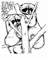 Raccoon Coloring Pages Zoo Animal Drawings Racoon Drawing Print Printable Sheets Animals Kids Adult Grows Fern Raccoons Red Where Color sketch template