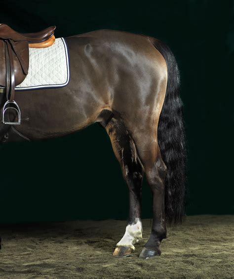 hind leg problems  horses   treatment