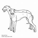 Coloring Greyhound Pages Dog Color Pair Greyhounds Printable Own Getcolorings Drawings Kids Print sketch template