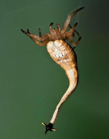 it s a spider arachnura higginsi to be exact with an itty bitty ankylosaurus tail weird