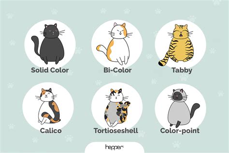 cat coat colors patterns markings  pictures hepper