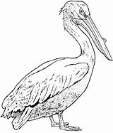 Pelican Coloring Printable Pelicans Pages Realistic Brown Drawing California Supercoloring Bird Drawings Color Template Version Click Watercolor Designlooter Crafts Paintings sketch template