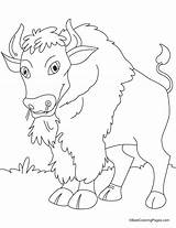 Coloring Bison Pages Canadian Library Clipart Popular Clip sketch template