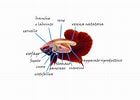 Afbeeldingsresultaten voor Pseudophichthys splendens Anatomie. Grootte: 140 x 100. Bron: www.bettaportal.it
